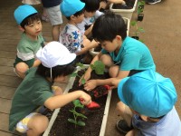苗植え